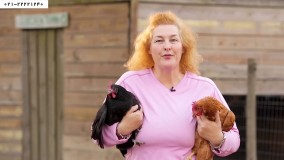 پرورش مرغ محلی- پرورش مرغ بومی-پنج اقدام موثر برای جلوگیری از توقف تخم گذاری