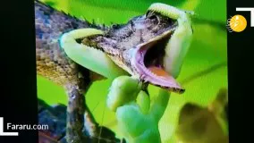حقایقی باورنکردنی درباره آخوندک