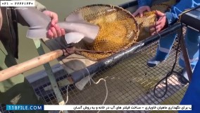 پرورش ماهی خاویار-تکثیر خاویار- بیرون آوردن خاویار بدون پاره کردن شکم ماهی