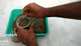 کاشت و پرورش گیاه زردچوبه در خانه