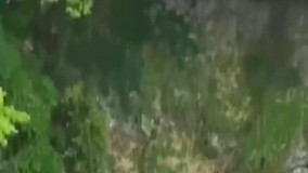 اولین تصاویر از کشف جنگل اسرارآمیز در دل گودالی غول‌پیکر