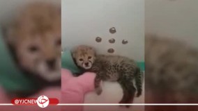 اولین تصویر توله‌ یوزپلنگ سوم در تهران