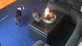 آتش گرفتن عجیب دم گربه هنگام دعوا با یک سگ