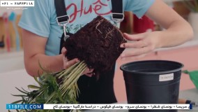 پرورش گل و گیاه آپارتمانی - آموزش تخصصی پرورش گل و گیاه آپارتمانی