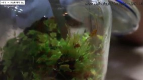 ساخت تراریوم - اصول ساخت تراریوم - ساخت تراریوم با استفاده از خزه