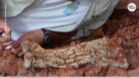 کشف فسیل یک اژدهای ترسناک