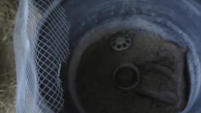 پرورش مرغ محلی-بسته آموزش مرغداری-زمان مناسب برای بیرون بردن جوجه ها