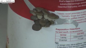 پرورش قارچ -دوره آموزش پرورش قارچ -نحوه تهیه کشت مایع