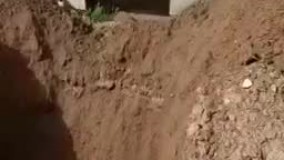 ویدئویی بسیار تلخ از زنده‌ به‌گور کردن جوجه‌ها