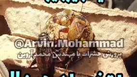 پرورش جیرجیرک تغذیه تخم بلدرچین