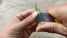 آموزش پیوند زدن چند شاخه گل رز در یک گیاه گل رز