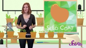 چگونه دانه به گیاه تبدیل می شود