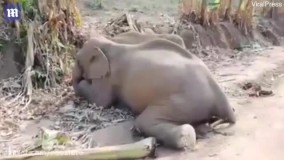 صحنه دلخراش محافظت بچه فیل از جسد مادرش