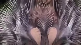 عجیب ترین لباس مت گالا  را ببینید