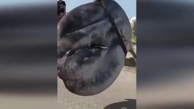 صید خورشیدماهی غول پیکر در سوریه