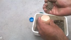 پرورش گیاهان در پوسته تخم مرغ