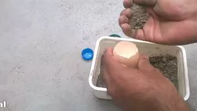 پرورش گیاهان در پوسته تخم مرغ