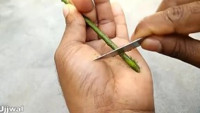 پرورش قلمه گیاهان با استفاده از هورمون ریشه زایی آلوئه ورا