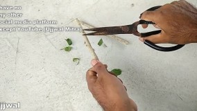 پرورش قلمه گیاهان با استفاده از هورمون ریشه زایی عسل طبیعی