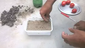 نحوه پرورش سریع و آسان گوجه فرنگی