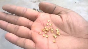 چگونه در خانه فلفل قرمز بکاریم؟