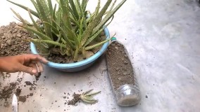 نحوه کاشت و پرورش آلوئه ورا در خانه