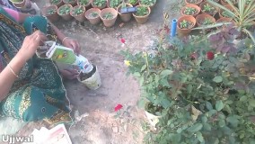 چگونه یک باغ زیبا در خانه بسازیم؟