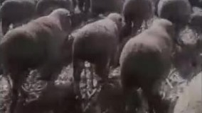 عجیب اما واقعی ؛ رژه بسیار منظم چند گله گوسفند