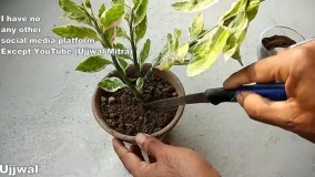 آموزش ساخت کود کمپوست ارگانیک خانگی پوست موز