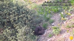 بچه خرس‌ های سوادکوه کشتی‌گیر شدند !