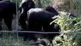 رفتاری نادر ؛ سوگواری دسته‌ جمعی در باغ‌ وحش !