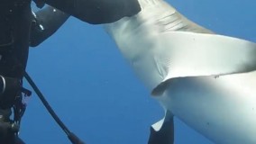 غواص فداکار ، منجی کوسه می‌شود !