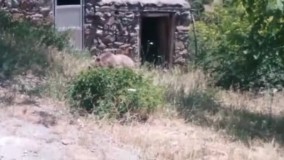 ویدئوی بامزه از غذا خوردن خرس در ارسباران