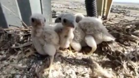 دکل مخابراتی که آشیانه شاهین و جوجه‌ ها یش شد !