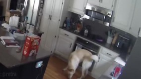 سگ گرسنه خانه را به آتش کشید !