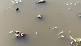 خشکسالی به جان ماهی‌ های این رودخانه افتاد !