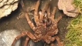 ویدئویی تماشایی از یک پوست‌ اندازی جالب