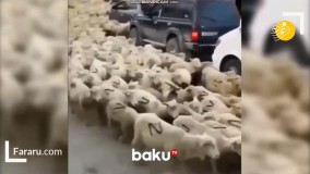 گله گوسفندان منقش به حرف Z جنجالی شد !