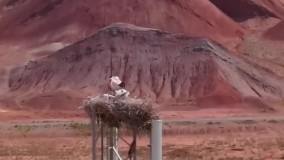 خانه‌ سازی بامزه خانواده لک‌ لک بالای دکل