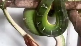 لحظه عجیب و کمتر دیده شده از زایمان مار