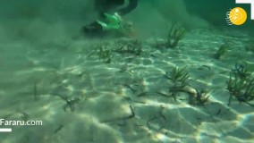 بزرگترین گیاه دنیا به اندازه ۲۰ هزار زمین فوتبال !