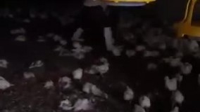 ویدئویی تلخ از کشتن جوجه‌ها