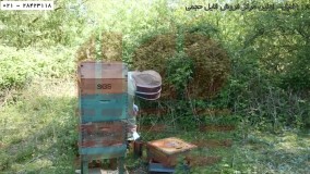 پرورش زنبور عسل  - آموزش زنبورداری نوین -  روش میلر (بیماری)