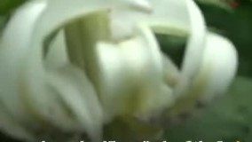 یکی از کمیاب‌ ترین گل‌ های جهان به گل نشست