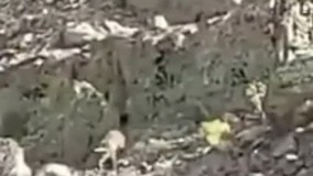 خرس کرجی کنجکاو ، در جست‌ و جوی خانه !