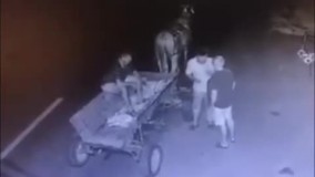 تصادف وحشتناک !  این اسب‌ باربر وسط اتوبان چه می‌کند ؟