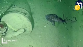 کشف لاشه دو کشتی تاریخی و گنجینه‌ای دست نخورده