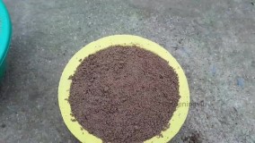 قلمه زنی و تکثیر گل یاس رازقی