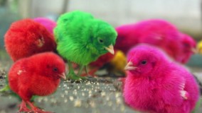 10دقیقه همراه با جوجه رنگی