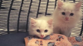 چگونه گربه خود را حمام کنیم؟